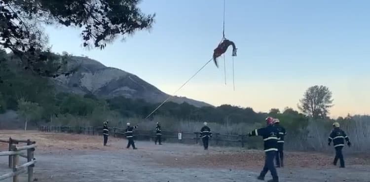VIDEO: Horse airlifted to safety after getting stuck in concrete debris