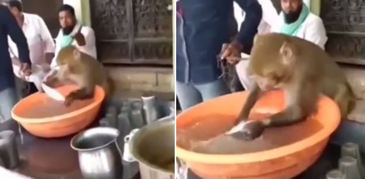 Viral video: Monkey washing utensils at a tea stall like a human being