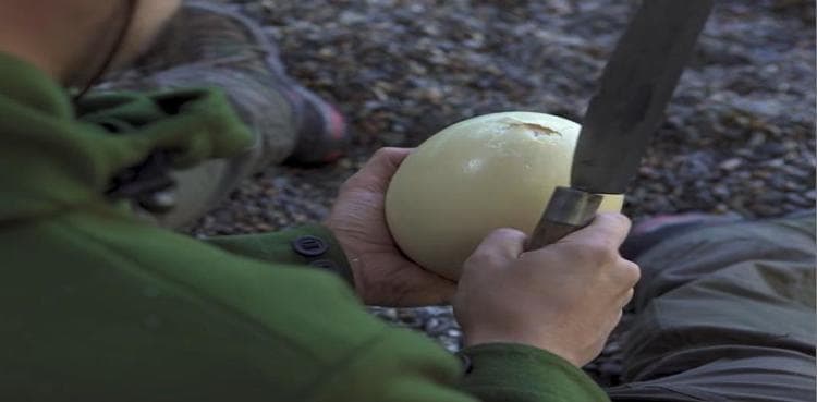 Watch: Man cooks, eats giant ostrich egg in European forest