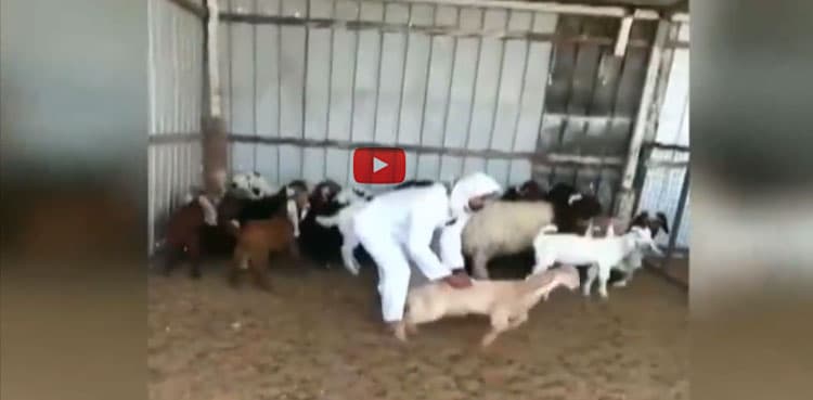 Eidul Azha: Hilarious video of goat's antics will leave you amazed