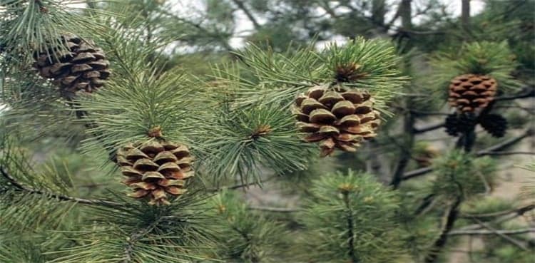 Chilgoza trees in Chitral at risk as fire erupts in local forest