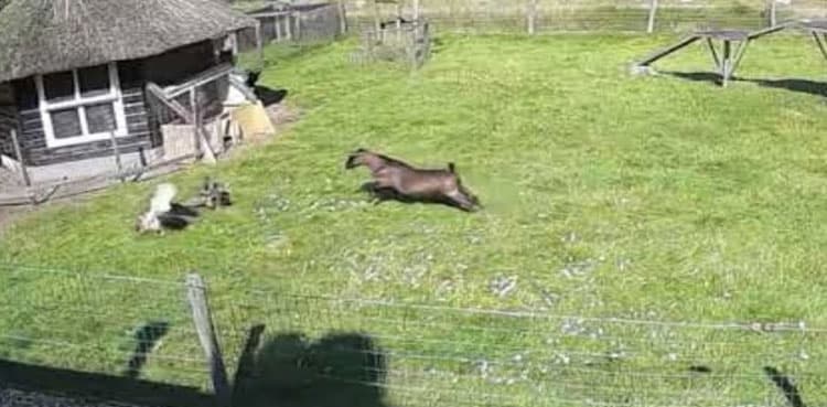 WATCH: Chicken rescued from hawk by rooster and goat