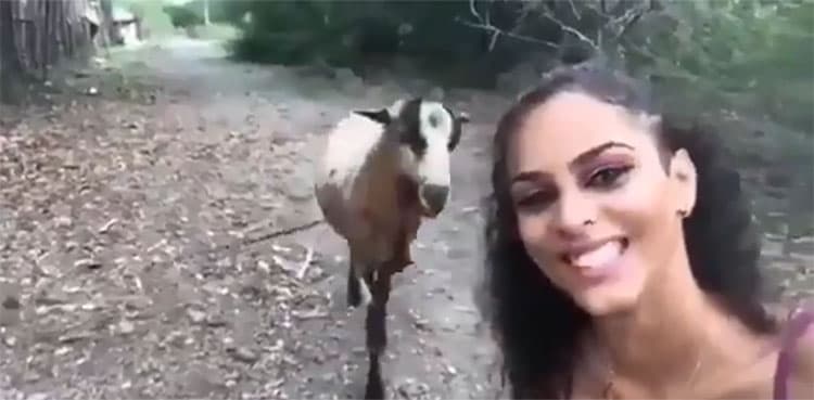 WATCH: This happened when woman tried to take selfie with goat