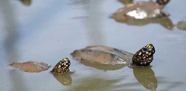 SC orders Sindh govt, SMC to protect turtles