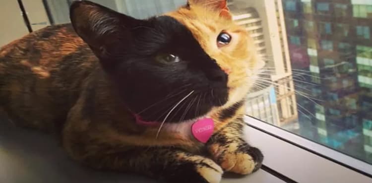 Internet sensation 'two-faced cat' is real, video proves