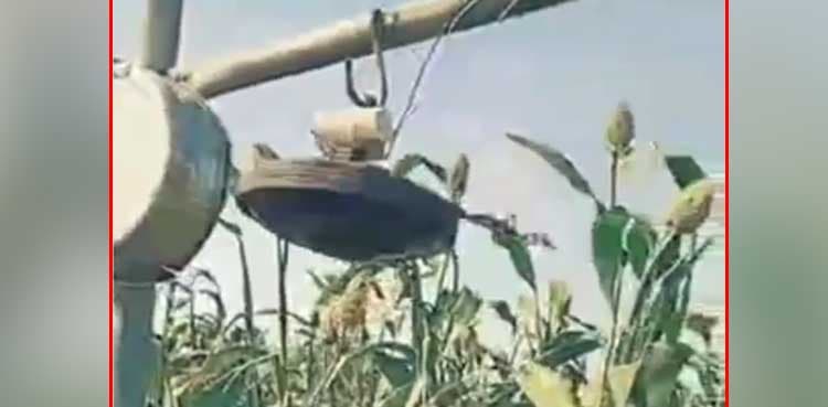 Watch: Indian villagers' desi jugaad for keeping birds away from crops