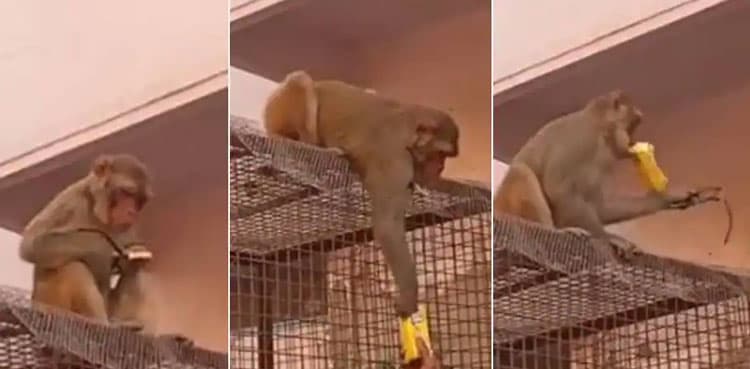 WATCH: Monkey gives back glasses it stole in exchange of mango drink
