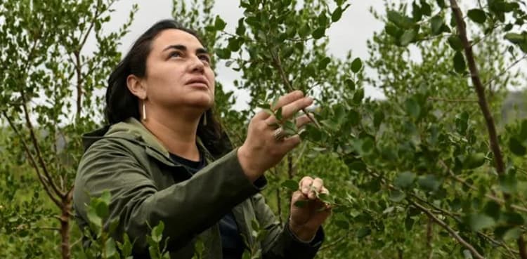 This tree holds hope for new vaccines - if supplies last
