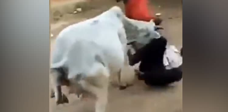 Cow saves dog from harassment; video goes viral