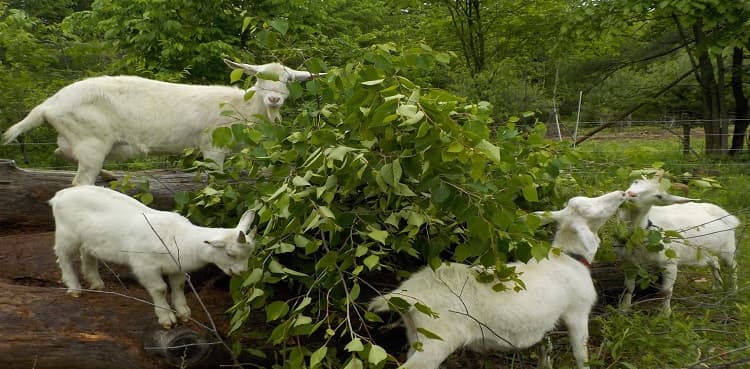Seven goats die after eating poisonous fodder in Khanpur