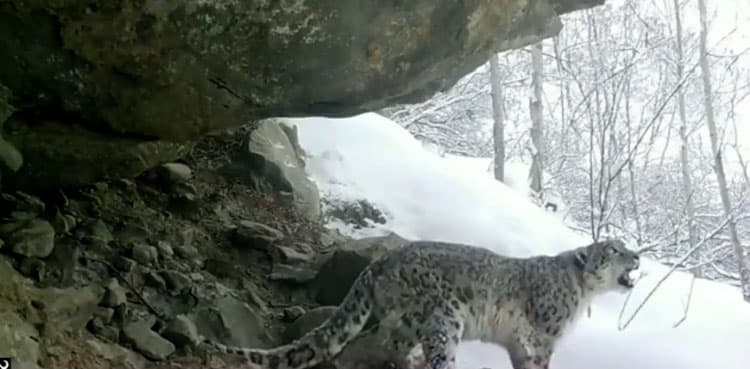 PM Imran shares rare footage of snow leopard in GB mountains
