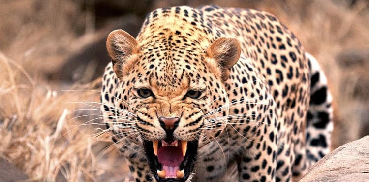 Tribal woman fights leopard with bare hands to save son