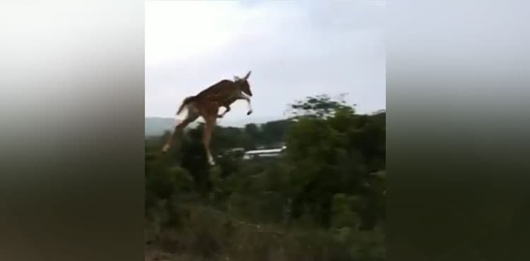 ‘Flying’ deer stunned the internet in this jaw-dropping video