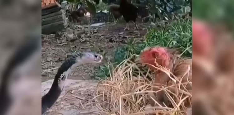 Watch: Snake meets hen sitting on eggs in viral video