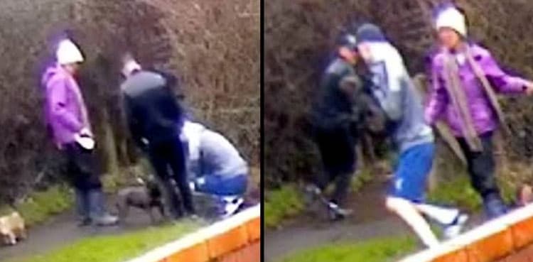 Viral: Two men pretend to stroke woman's dog before stealing it