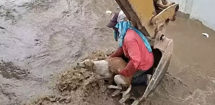 Construction workers rescue drowning dog in clever way; video goes viral