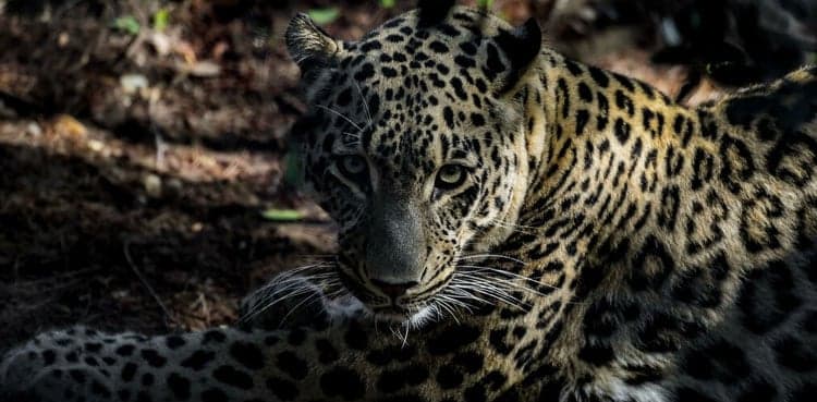Leopard attacks in Murree village leave residents in fear, distress