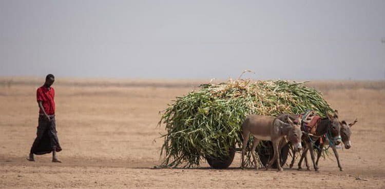 Drought threatens starvation in Horn of Africa, U.N., agencies say