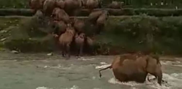 Viral: Mother elephant saves calf from drowning in river