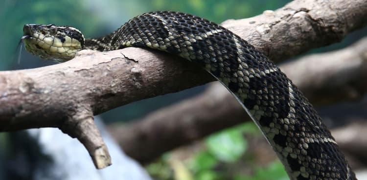 VIRAL: Man brings snake to hospital after it bites wife