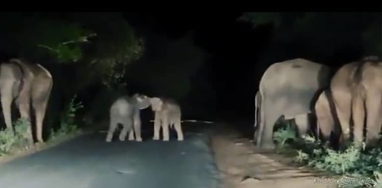 Viral video: Baby elephants play on road at night