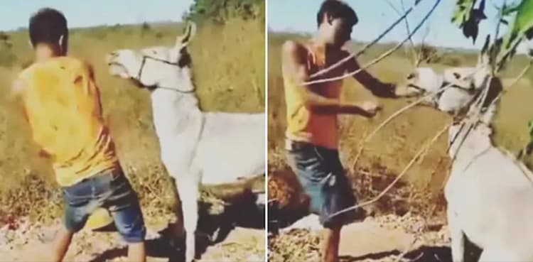 Viral video: Man gets instant karma after beating up donkey