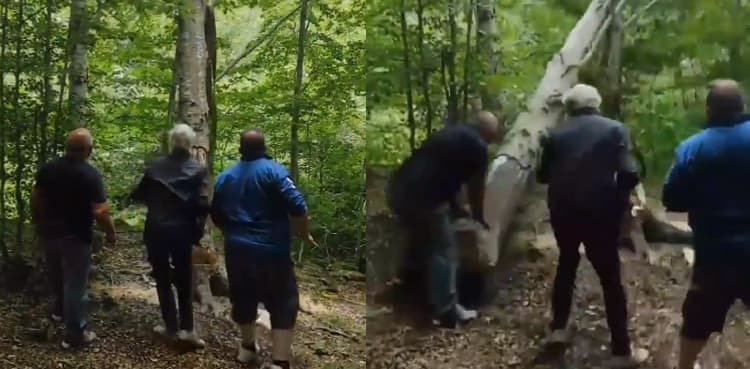 Viral: Man gets instant karma after cutting down tree