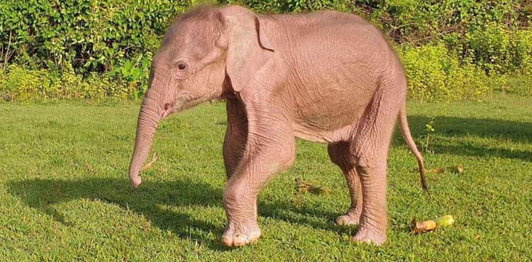 Rare white elephant born in Myanmar: state media