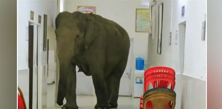 Elephants roam inside Indian army hospital, video goes viral