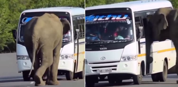 Hilarious video: Elephant tries to get inside a moving bus