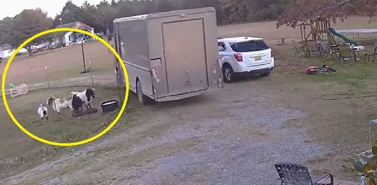 Hilarious: Goats faint as delivery truck passes by, video goes viral