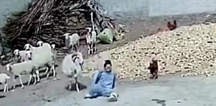 Viral video: Sheep attacks woman to save a chicken