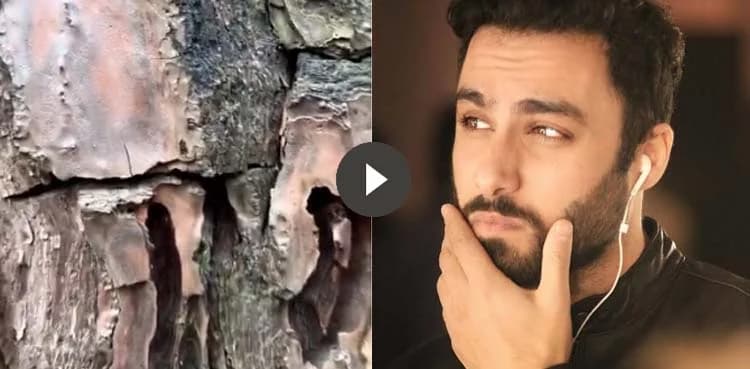 Ahmed Ali Akbar's scary tree video goes viral