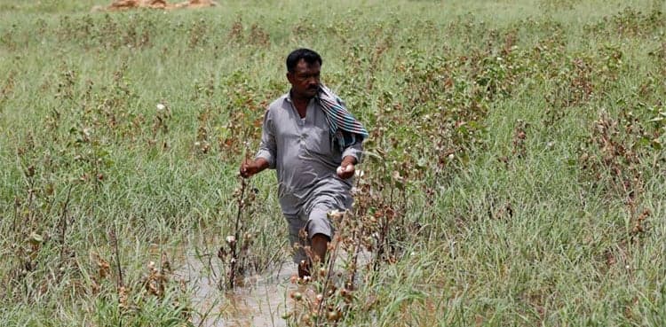 Punjab issues over 832,000 Kissan Cards to farmers