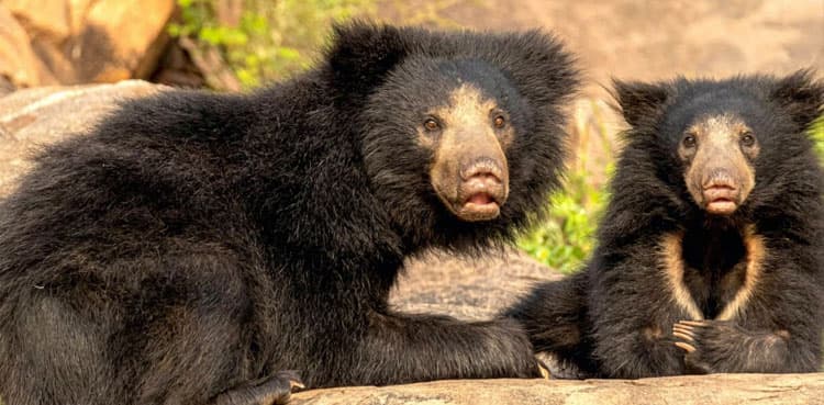 Three bears die of cold in plane grounded at Belgium airport