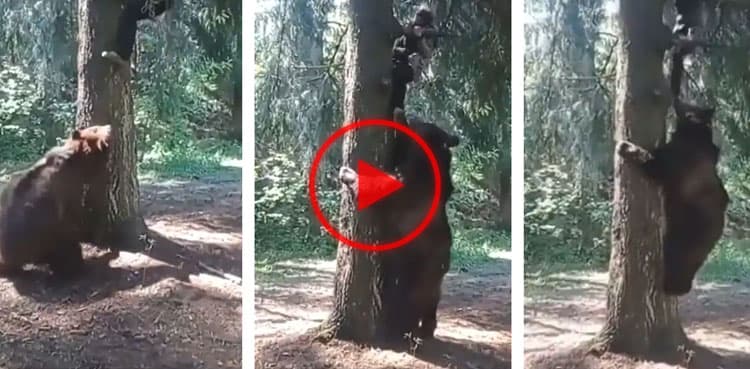 Horrific video: Man tries to survive deadly bear attack