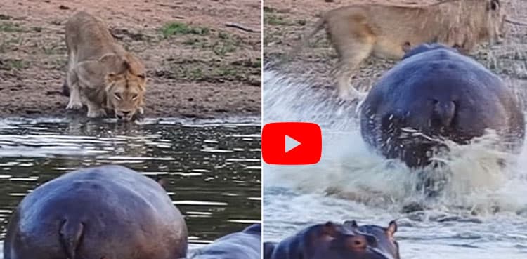 Viral video: Angry hippo scares away lion drinking water