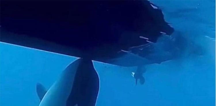 WATCH: Killer whales wreck boat in latest attack off Spain
