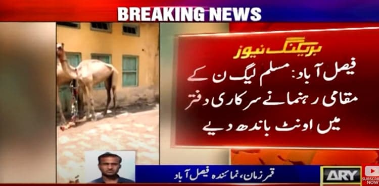 Video: PML-N leader keeps sacrificial camels in govt office