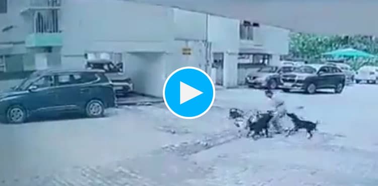 Video: Delivery rider saves minor girl’s life after vicious dog attack