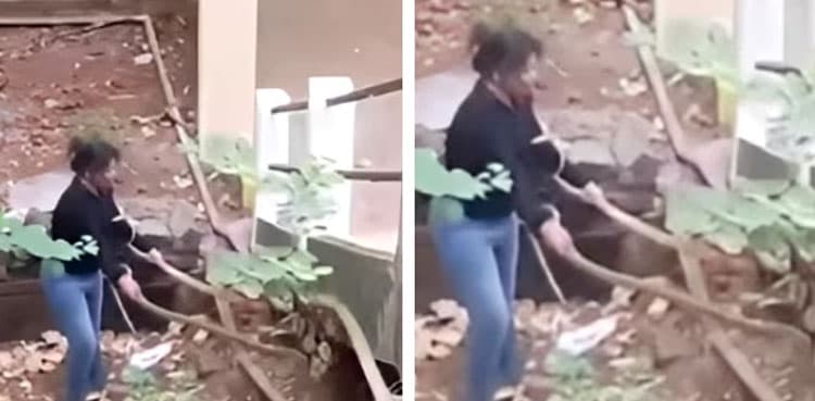 Viral video: Woman catches two snakes barehanded
