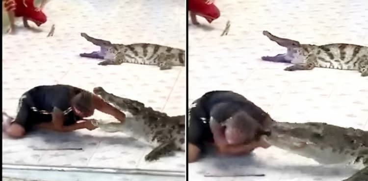 Disturbing Video: Crocodile bites zookeeper’s hand leaves internet in shock