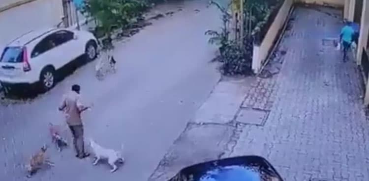 Viral video: Five stray dogs ambush postman