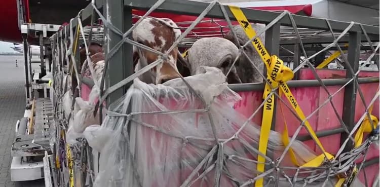 Pakistan imports high-breed cattle from Brazil under Green Pakistan Initiative