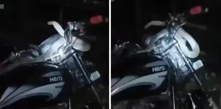 VIRAL: Massive snake on a bike shocks onlookers