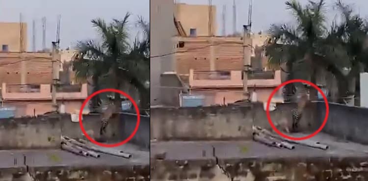 WATCH: Leopard barges into home, injured five people
