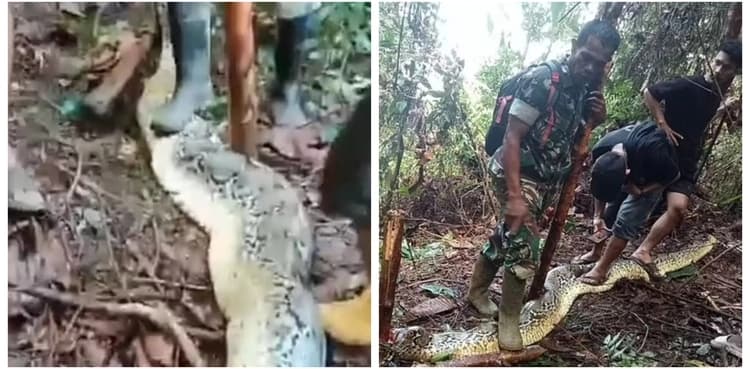 Man finds missing wife eaten by 30ft python