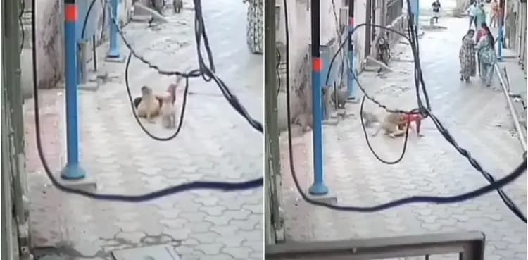 VIDEO: 5-year-old boy attacked, dragged by group of monkeys