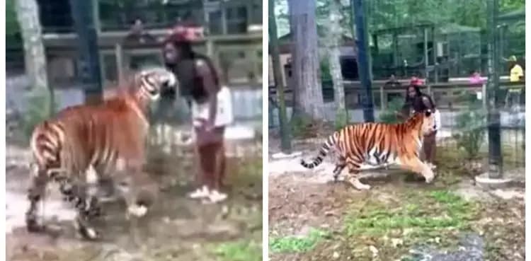 VIDEO: Woman jumps zoo fence and taunts tiger, almost gets bitten