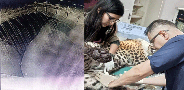 Injured leopard rescued from AJK dies in Islamabad